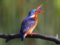 frieda 190  Malachite Kingfisher - Frieda Prinsloo 2013 : frieda